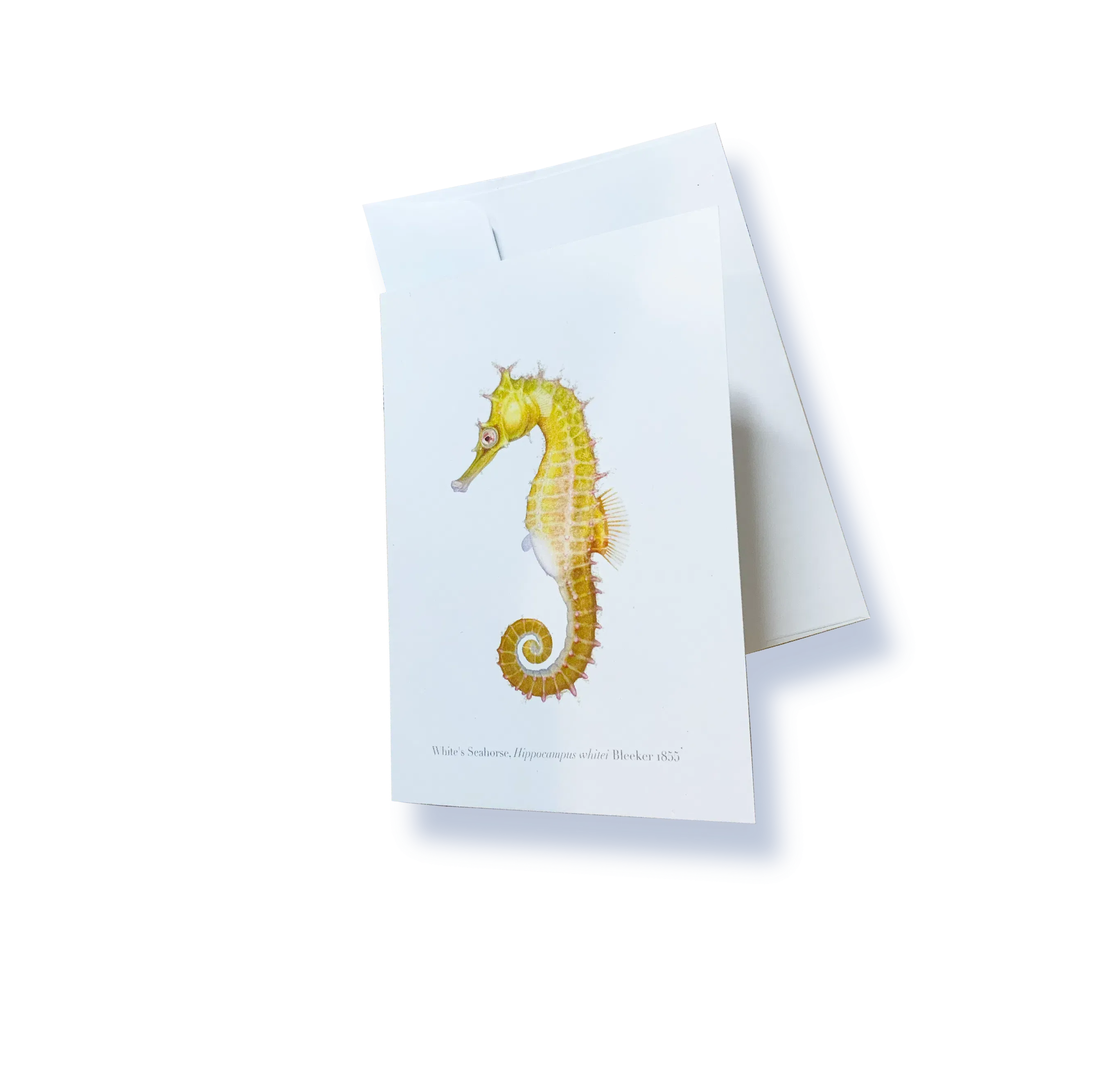 White's Seahorse Greeting Card